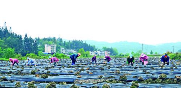 黎平县大力发展坝区特色种植产业