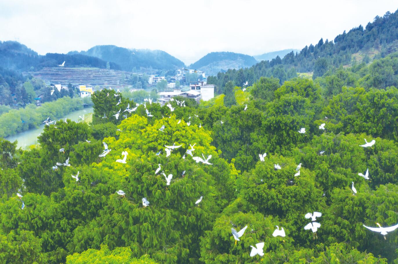 绿水青山伴鹭飞