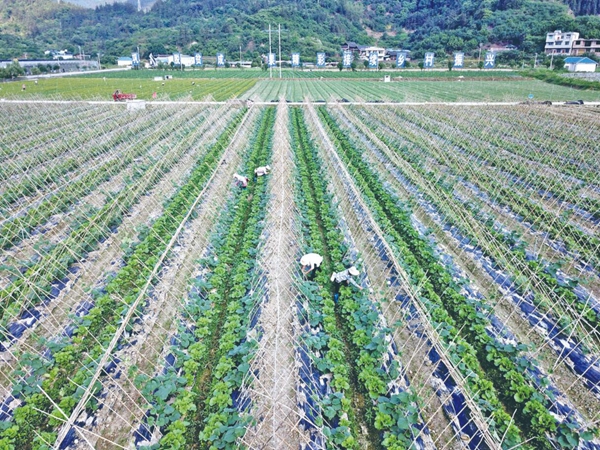 发展坝区产业 助力乡村振兴