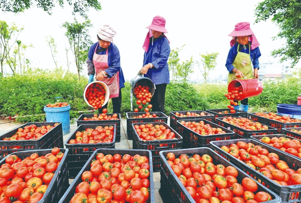 侗寨“娘子军”抓产业助增收