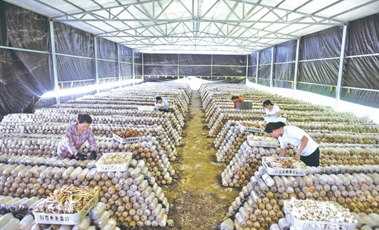 岑巩县平庄镇发展茶树菇产业 助农增收