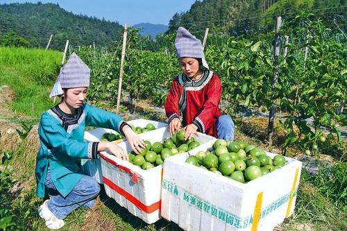 百香果助农增收