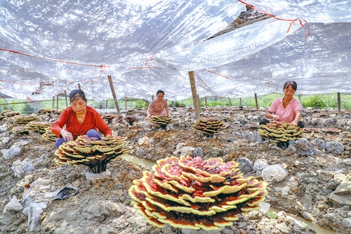 灵芝撑起“致富伞”