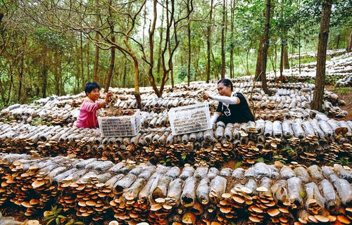 小康路上菌飘香