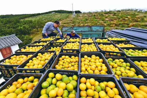 柑橘丰收助农增收