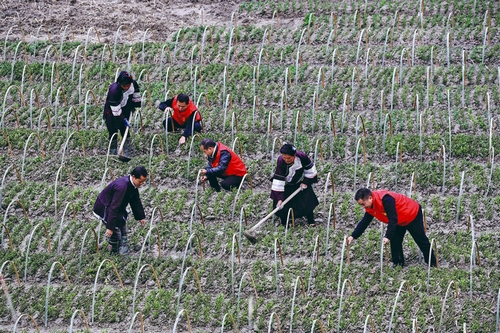 板蓝根种植助增收