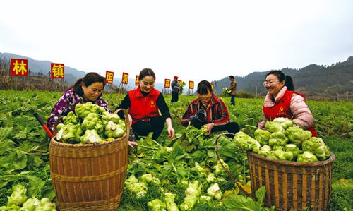 党建引领推动乡村振兴