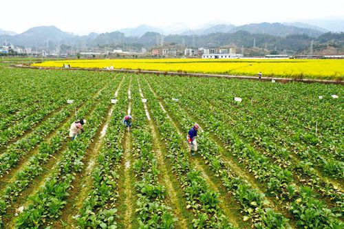 人勤春早农事忙