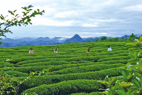 春和景明茶园美