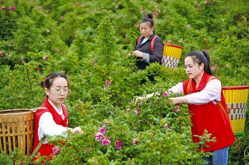 玫瑰花开幸福来