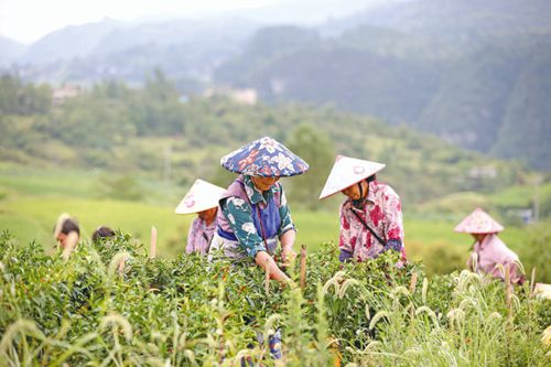 立秋时节 辣椒采摘忙