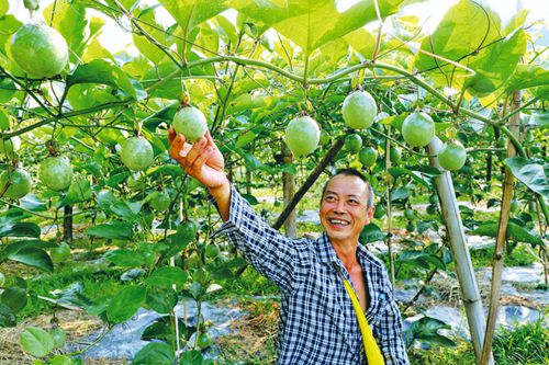 百香果种植 助农增收