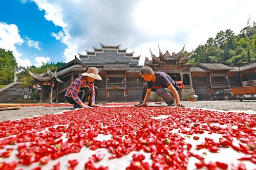 辣椒铺就致富路