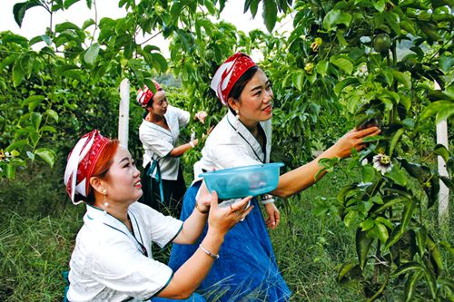 百香果飘香引客来