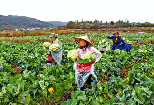 蔬菜基地采收忙-澳门永利官网(图1)