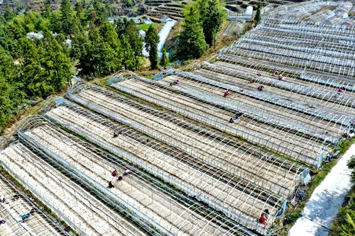 中药材种植助农增收