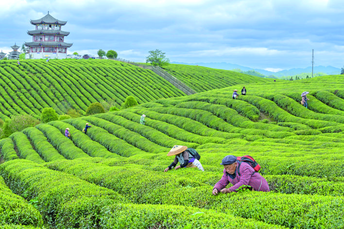 茶叶种植助增收“NG体育APP下载”