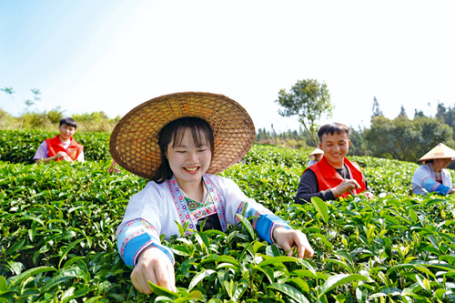 春茶采摘忙‘PP电子首页’