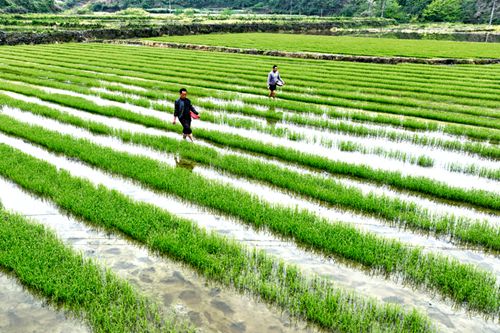杂交水稻制种 秧苗管护忙