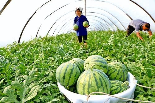 大棚西瓜抢鲜上市