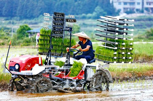 水稻种植忙