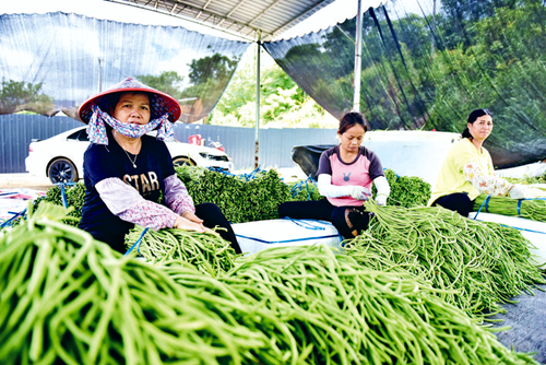 豇豆种植促增收“皇冠国际体育app”