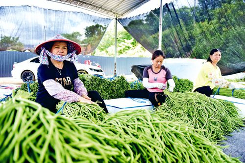 豇豆种植促增收