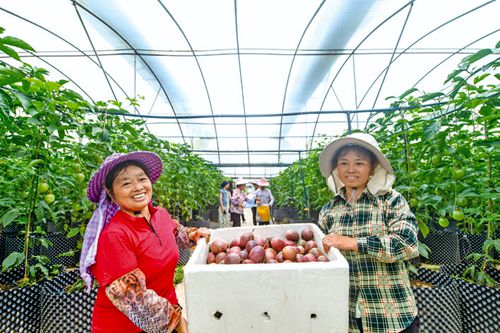 百香果抢鲜上市