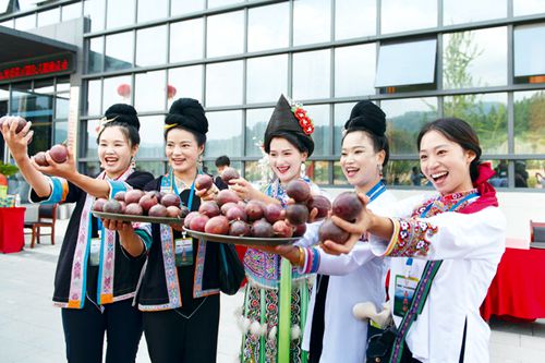 百香果采摘销售忙