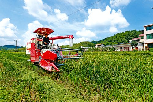 制种水稻开镰收割