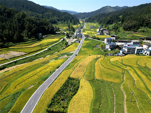 优质稻种植 稳产促增收