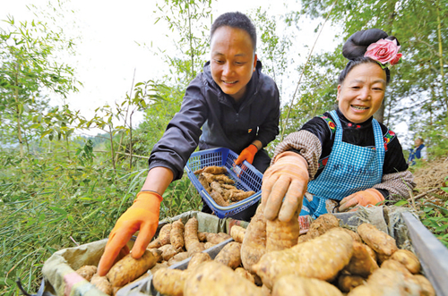 天麻喜丰收 村民笑开颜