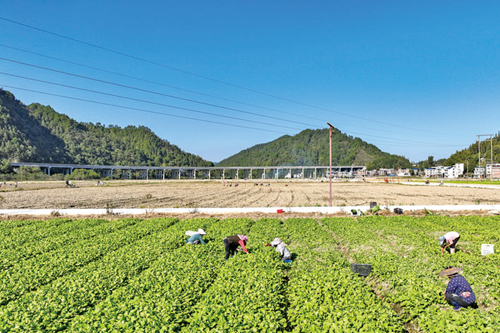 “稻+菜”轮作 提升土地综合利用