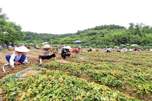 小小太子参 富民大产业