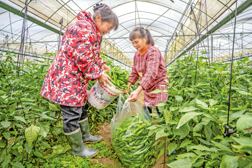 “菜篮子”鼓起百姓“钱袋子”