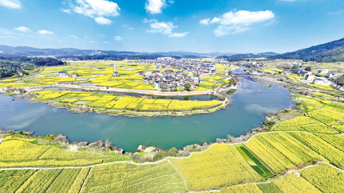 五万亩油菜 花开扮靓乡村