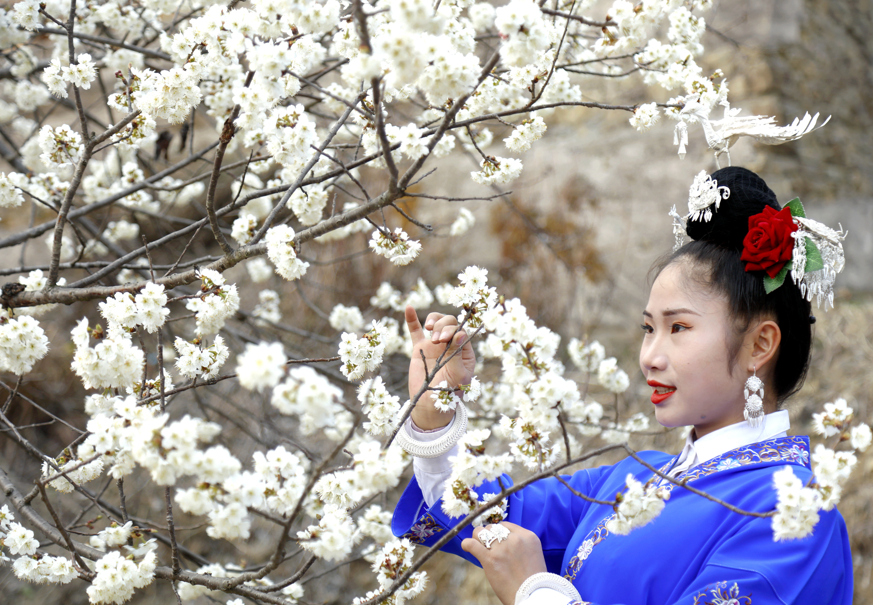 施秉：苗山樱花惹人爱