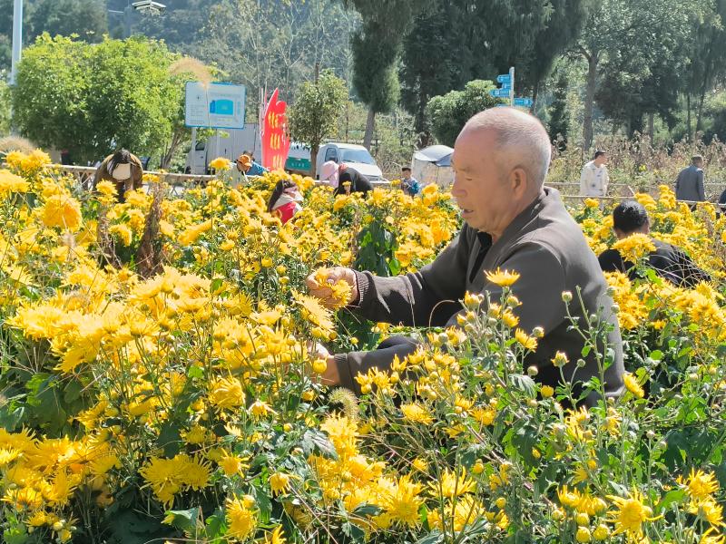 镇远县大地乡：皇菊经济铺就致富路