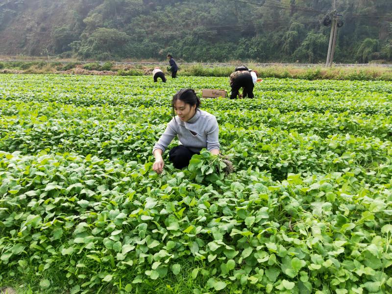 锦屏县三江镇：秋冬田不闲 油菜移栽忙