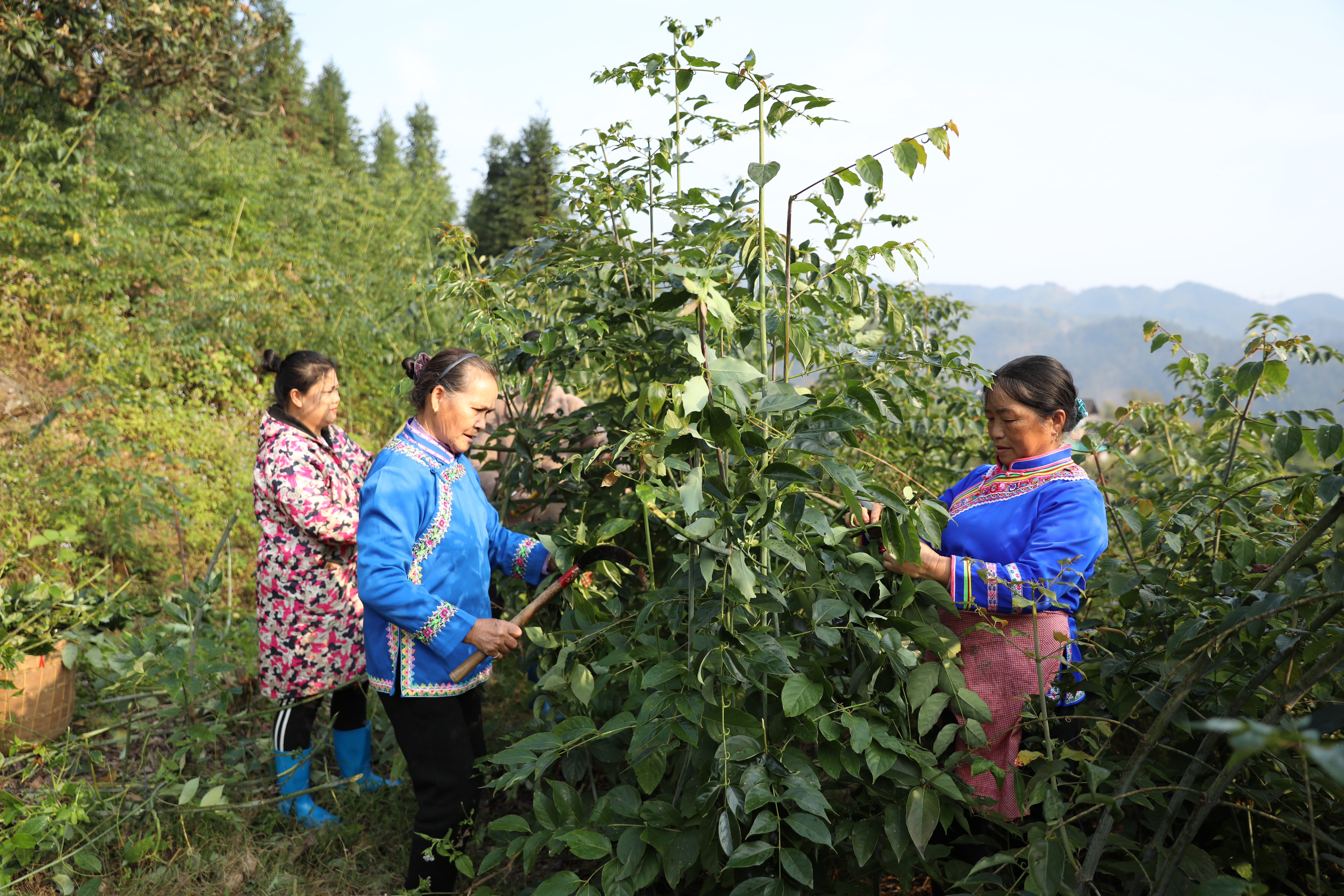 锦屏县平略镇：钩藤产业拓宽致富路