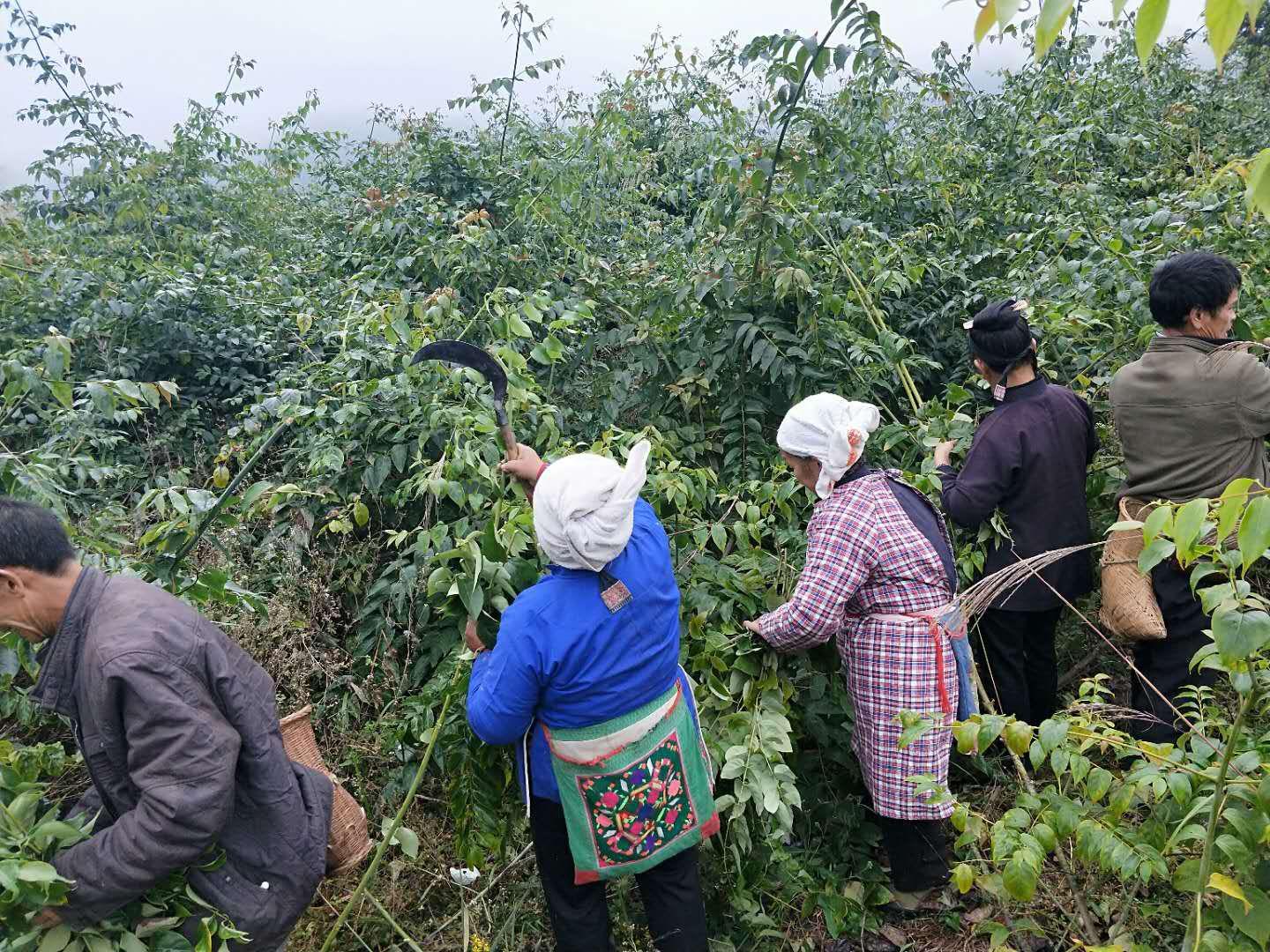 黎平县永从镇：小钩藤铺就致富路