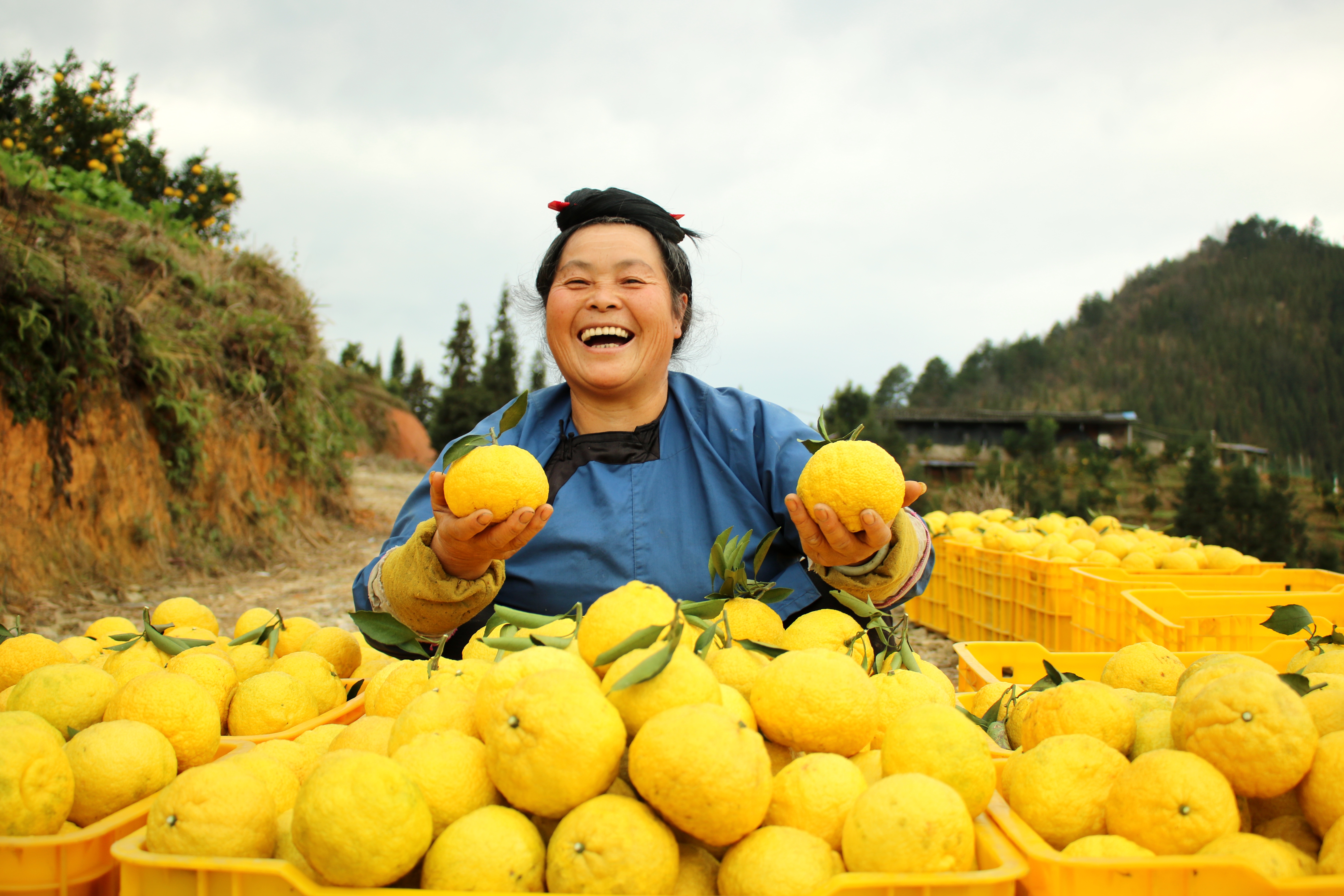 榕江：黄金柚迎来采收季