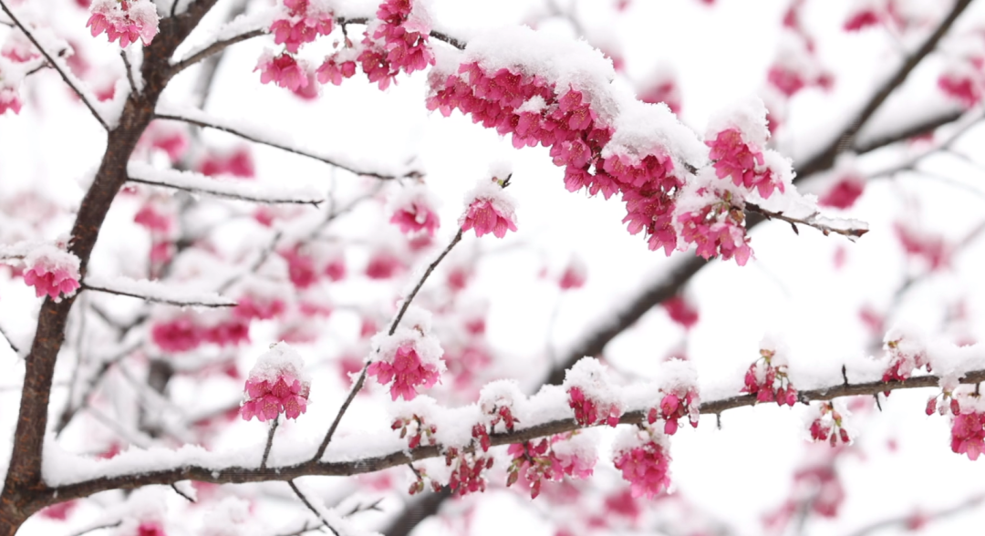 锦屏：雪中樱花开